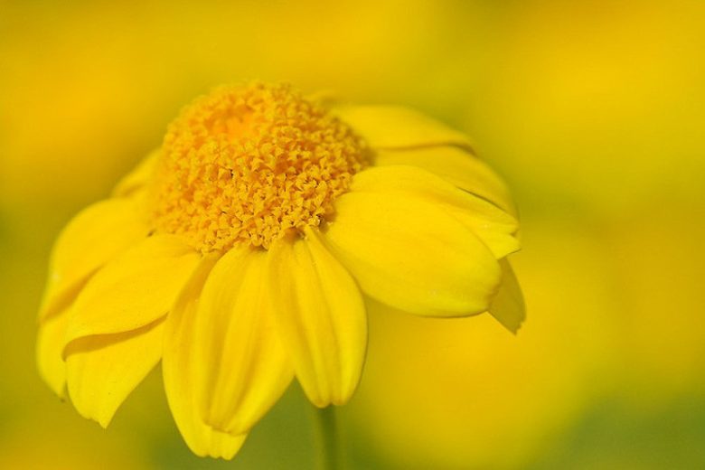 Lasthenia californica, California Goldfields, Common Goldfields, Valley Goldfields, Native Plants, Native Annuals, Drought tolerant plants, dry soil plants, heat tolerant plants, yellow flowers