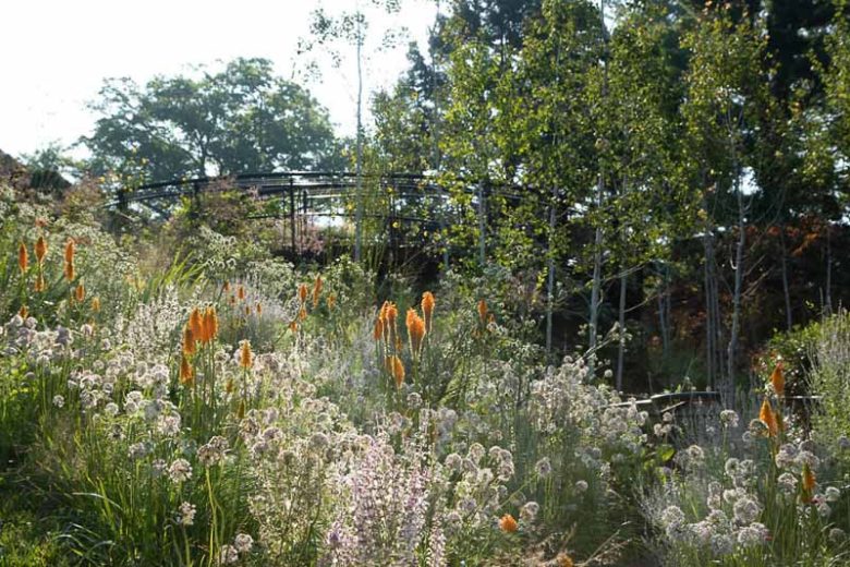 Allium stellatum, Autumn Onion, Prairie Onion, Ornamental Allium, Pink flowers, Summer Pink Flowers