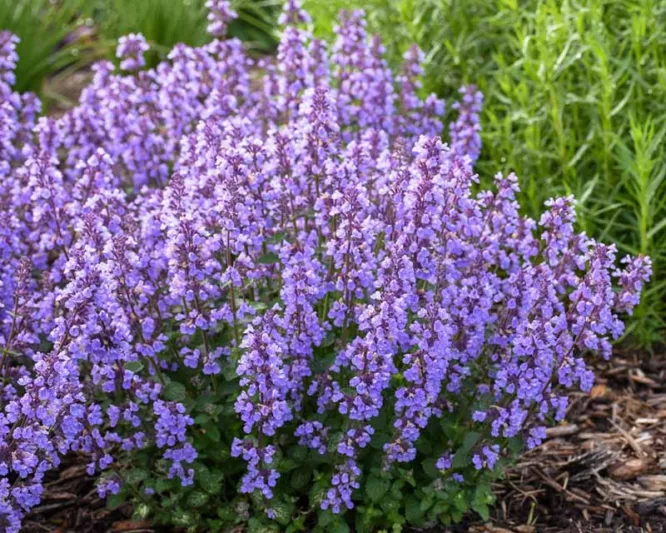 Nepeta 'Cat's Pajamas',  Catmint 'Cat's Pajamas', Nepeta faassenii 'Cat's Pajamas' PP31127 CPBRAF, blue flowers, violet flowers, lavender flowers