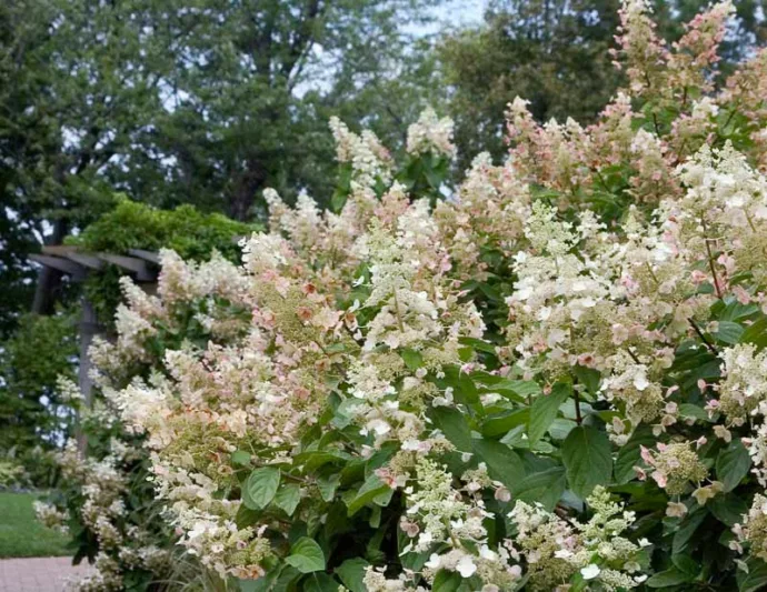 Hydrangea Arborescens Incrediball, Smooth Hydrangea Incrediball, Hydrangea Incrediball, White hydrangea, Best hydrangeas
