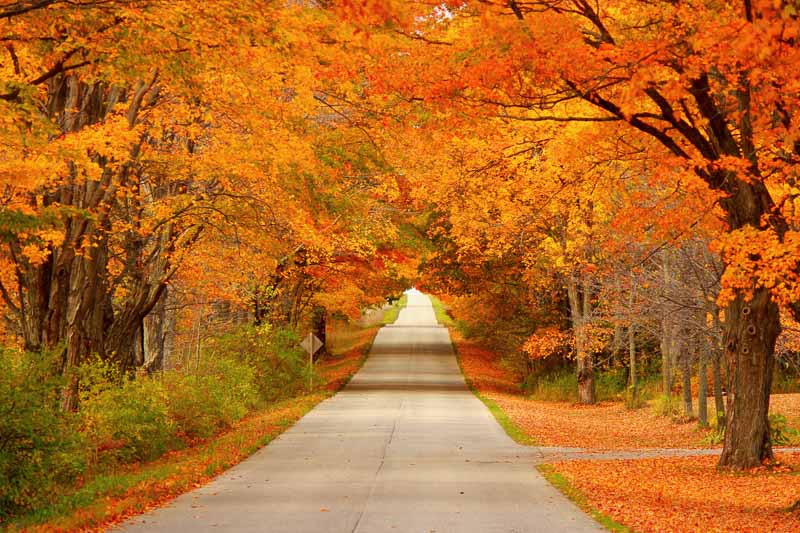 Wisconsin Native Plants