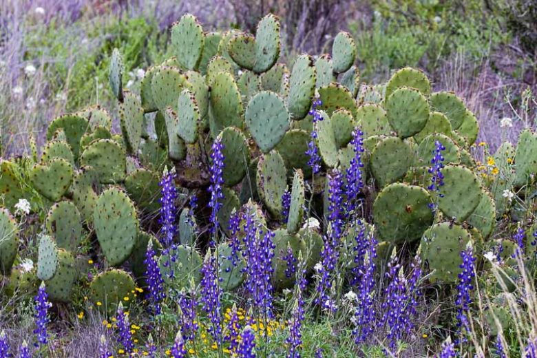 Lupinus havardii, Bluebonnet, Big Bend Bluebonnet, Big Bend Lupine, Havard Bluebonnet, Chisos Bluebonnet, Blue Flowers, Blue Annual