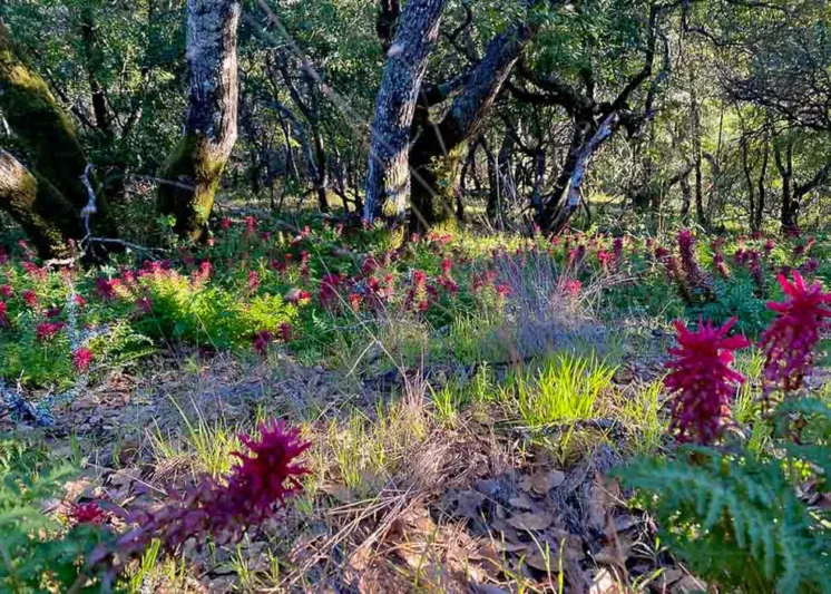 Pedicularis densiflora, Indian Warrior, Warrior's Plume, California Native Plants, California Native Perennial, Red flowers