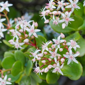 Crassula, Crassula ovata, Crassula perforata, Crassula arborescens, Crassula muscosa, Crassula capitella, Crassula tetragona, Crassula lycopodioides, Crassula marnieriana
