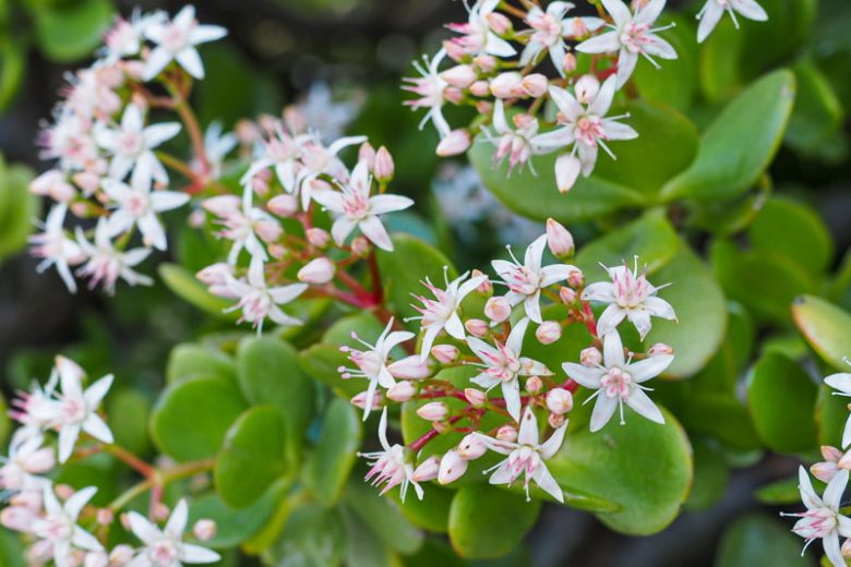 Crassula, Crassula ovata, Crassula perforata, Crassula arborescens, Crassula muscosa, Crassula capitella, Crassula tetragona, Crassula lycopodioides, Crassula marnieriana