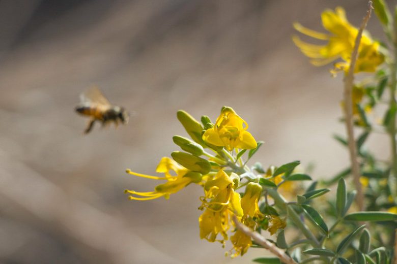 Cleome isomeris, Bladderpod, Bladderpod Spiderflower, Bladderbush, Burro-Fat, Isomeris arborea, Peritoma arborea, Yellow Shrub, Yellow Flowers