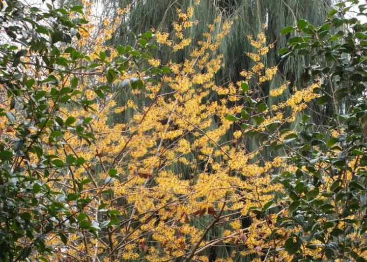 Hamamelis x Intermedia 'Vesna', Witch Hazel 'Vesna', Chinese Witch Hazel 'Vesna', Hamamelis x intermedia 'Vezna', Orange Flowers, Orange Witch Hazel,
