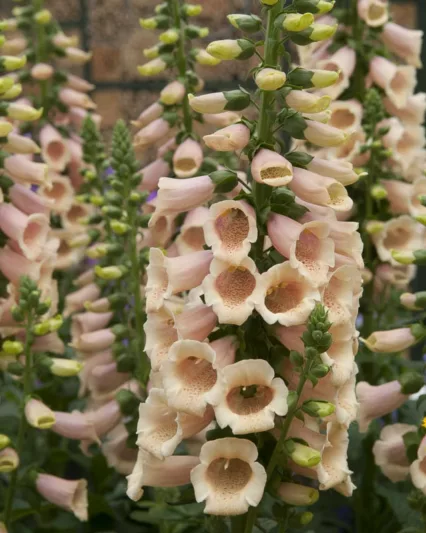 Digitalis Purpurea Dalmatian Peach, Common Foxglove Dalmatian Peach, Dalmatian Peach Foxglove, Foxglove Dalmatian Peach, Lady's Glove Dalmatian Peach, Peach foxgloves