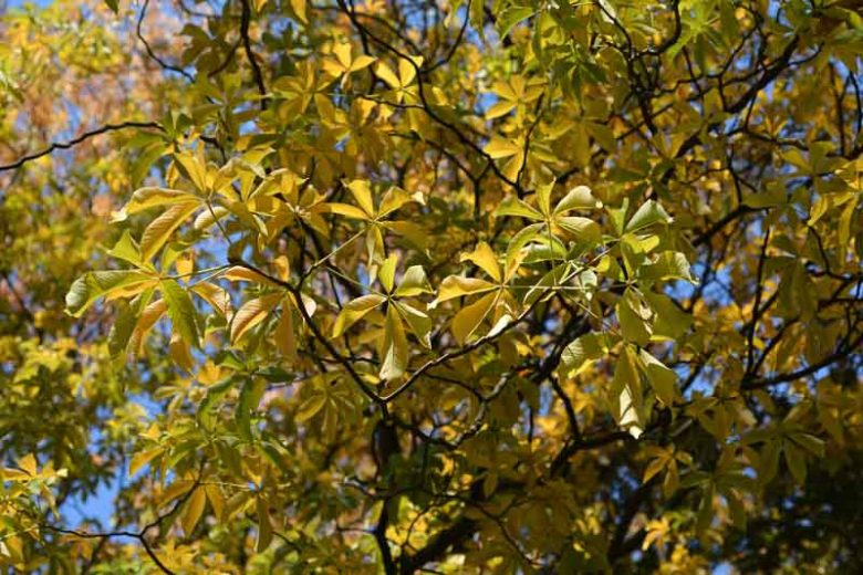 Aesculus flava, Yellow Buckeye, Big Buckeye, Sweet Buckeye, Aesculus octandra, Yellow Flowers, Chestnut