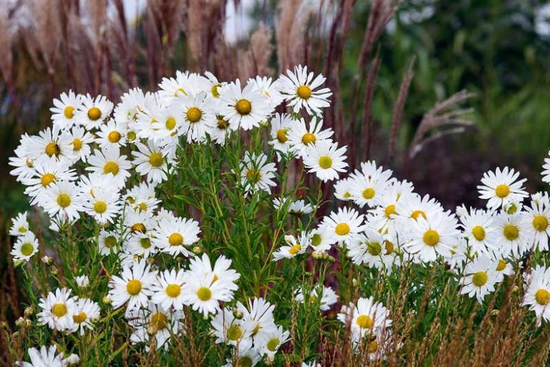 Leucanthemella serotina, Autumn Ox-Eye Daisy, Giant Daisy, High Daisy, Chrysanthemum serotinum, Chrysanthemum uliginosum, Leucanthemum maximum uliginosum, White Flowers, Fall Flowers