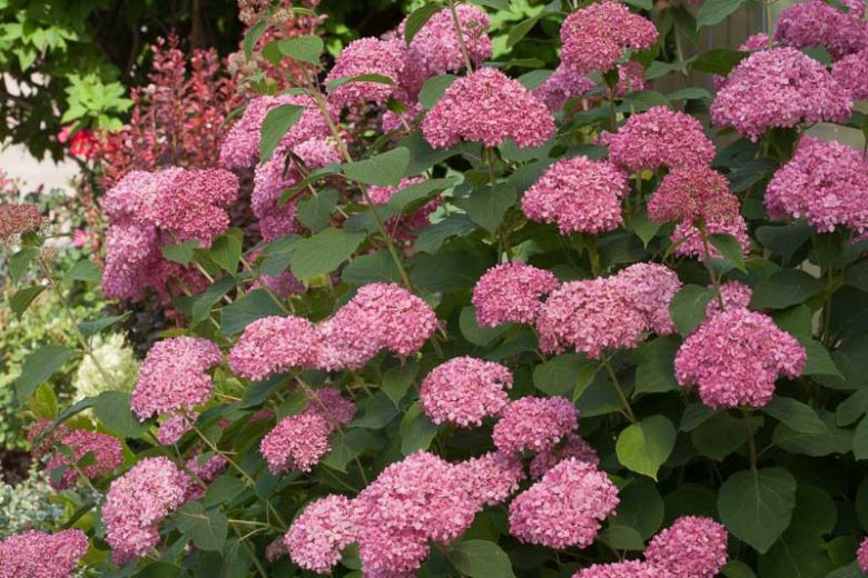 Hydrangea Arborescens Invincibelle® Spirit, Invincibelle® Spirit Smooth Hydrangea, Invincibelle® Spirit Wild Hydrangea, Smooth Hydrangea Invincibelle® Spirit, Wild Hydrangea Invincibelle® Spirit, Hydrangea Invincibelle, Pink hydrangea