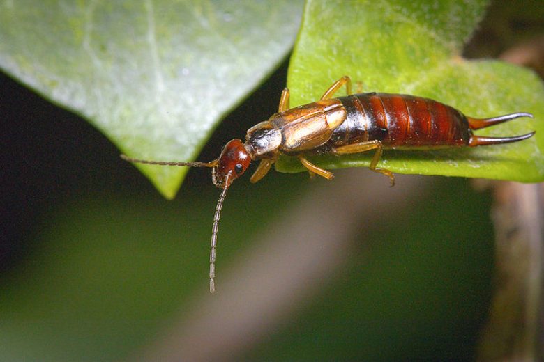 earwig