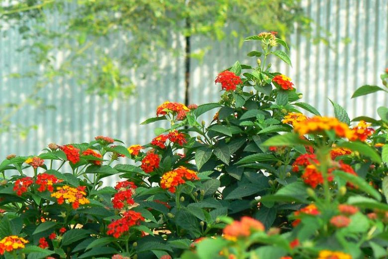 Lantana camara, Bigleaf Lantana, Yellow Sage, Jamaica Mountain Sage, shrub Verbena, Mediterranean plants, Mediterranean shrubs, Yellow flowers, Bicolor flowers