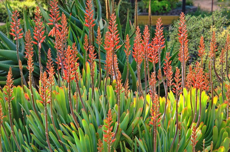 Aloe polyphylla,Spiral Aloe