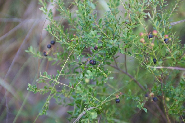Vaccinium myrsinites, Shiny Blueberry, Evergreen Blueberry, Dwarf Blueberry, Florida Evergreen Blueberry, Ground Blueberry, Low Blueberry, Southern Evergreen Blueberry, Blueberries, Fruiting Shrubs, Evergreen Shrubs