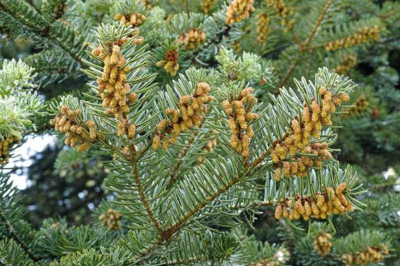 Abies alba, European Silver Fir, Common Silver Fir, Evergreen Conifer, Evergreen Shrub, Evergreen Tree