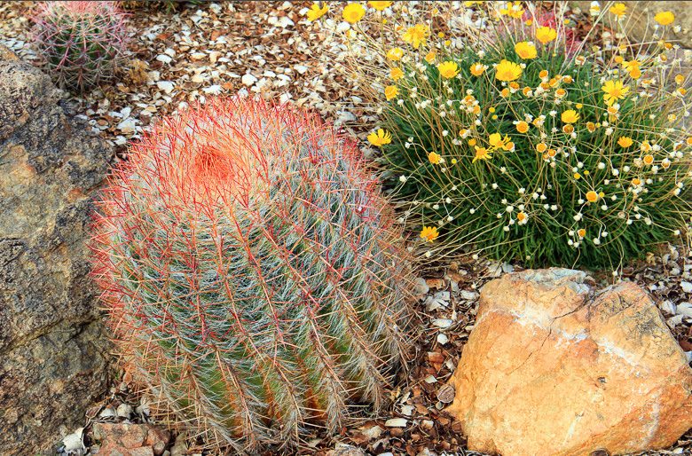 Ferocactus pilosus, Mexican Lime Cactus, Fire Barrel, Mexican Fire Barrel Cactus, Ferocactus stainesii, Ferocactus piliferus, Ferocactus pilosus var. steinesii, Ferocactus pringlei, Echinocactus pilosus var. steinesii, Echinocactus piliferus, Echinocactus pilosus, Echinocactus pringlei