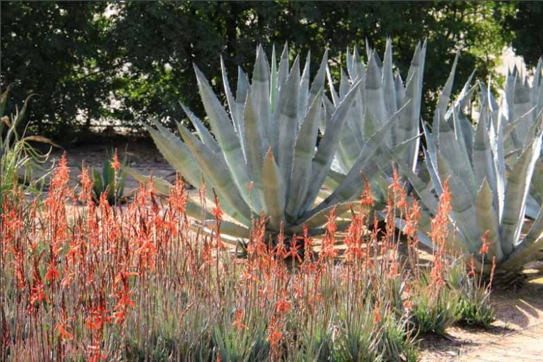 Aloe 'Blue Elf', Blue Elf Aloe, Orange flowers, Succulents, Aloes, Drought tolerant plants