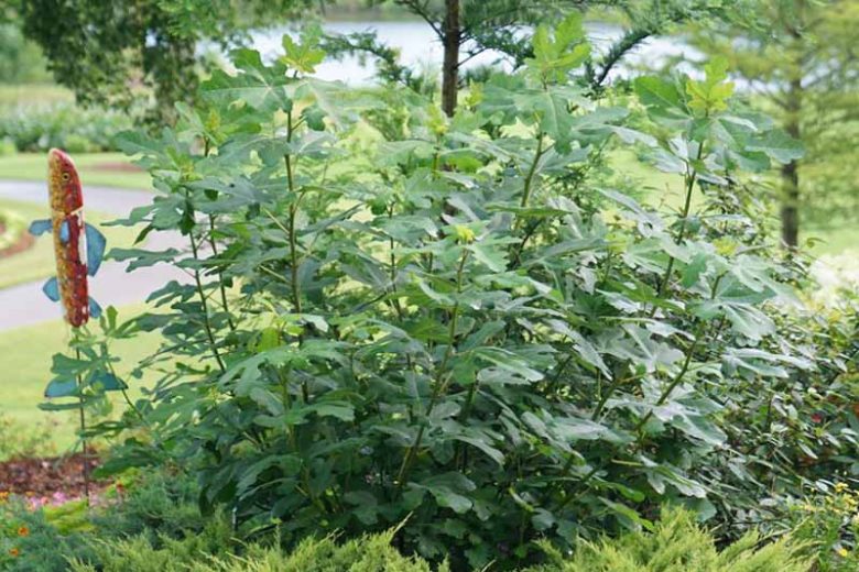 Ficus carica 'Chicago Hardy', Fig 'Chicago Hardy', Chicago Hardy Fig, Figs, Fruit Trees