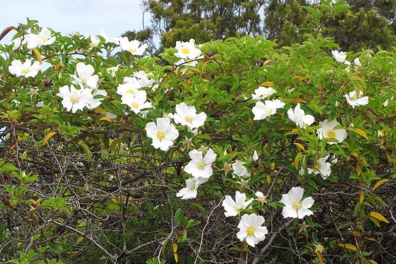 Rosa laevigata, Cherokee Rose, Three-Leaved Rose, Rosa sinica, Wild Roses, Shrub Roses, White roses, Evergreen roses