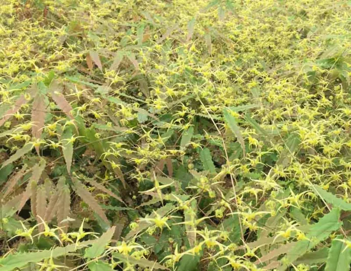 Epimedium Spine Tingler, Barrenwort 'Spine Tingler', Bishop's Hat 'Spine Tingler', Bishop's Mitre 'Spine Tingler', Fairy Wings 'Spine Tingler', Shade Plants, Shade Perennials, Yellow Flowers, Dry Shade Flowers, Groundcovers, Ground Cover