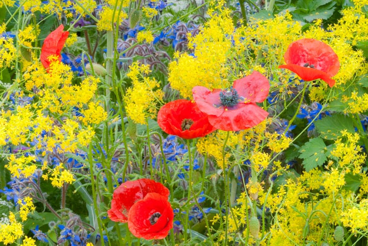 Isatis tinctoria,Dyers Woad, Drought tolerant perennials, Yellow perennial flowers, Woad, Dyer's Weed