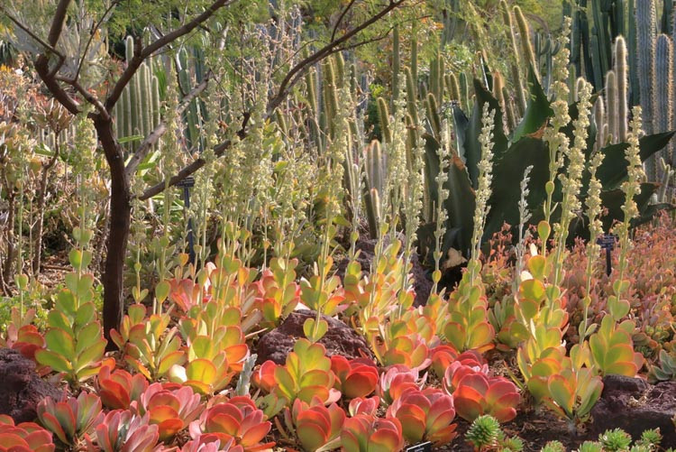 Kalanchoe luciae, Paddle Plant, Flapjacks, Red Pancakes, Desert Cabbage, succulent plant