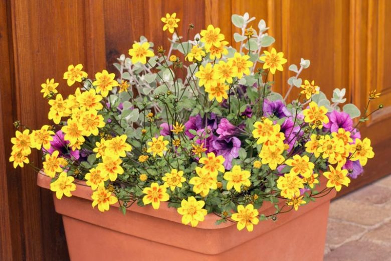 Bidens ferulifolia, Apache Beggarticks, Fern-Leaved Beggarticks, Coreopsis ferulifolia, Bidens procera, Drought tolerant plants, dry soil plants, heat tolerant plants, humidity tolerant plants, yellow flowers