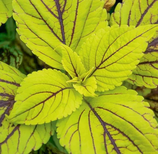 Solenostemon 'Gay's Delight', Coleus 'Gay's Delight', Plectranthus  'Gay's Delight', Green Coleus, Green Solenostemon, Green Plectranthus