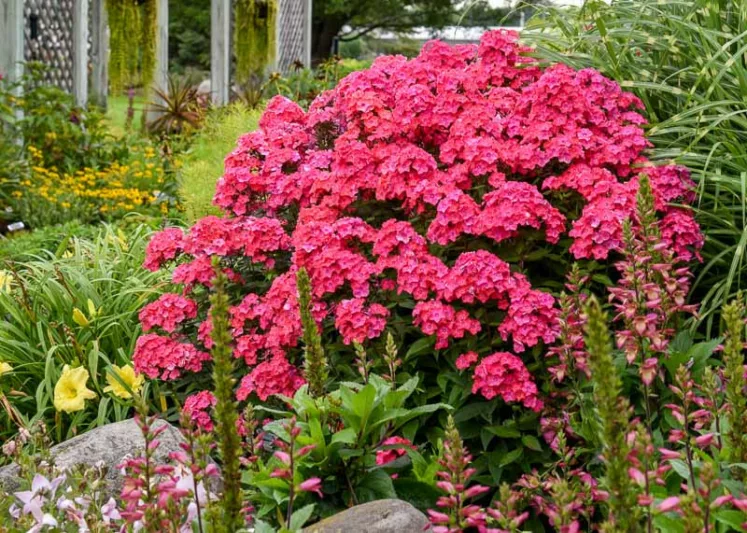 Phlox Paniculata 'Glamour Girl', Phlox 'Glamour Girl', Border Phlox 'Glamour Girl', Fall Phlox 'Glamour Girl', Garden Phlox 'Glamour Girl', Perennial Phlox 'Glamour Girl', Summer Phlox 'Glamour Girl', Red phlox, Red flowers