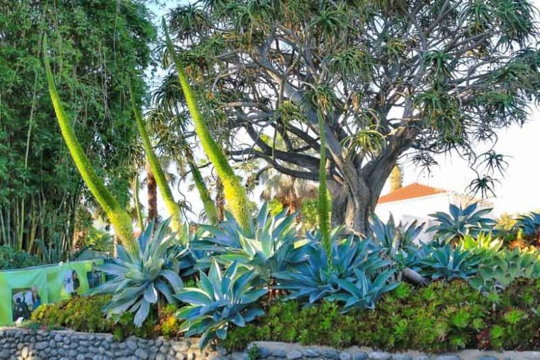 Agave attenuata,Fox Tail Agave,  Lion's Tail Agave, Swan's Neck Agave, Agave cernua, Agave glaucescens, Agave pruinosa