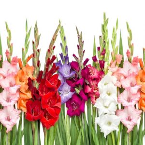 Gladiolus