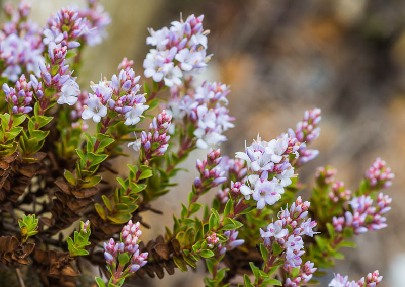 Hebe, Veronica, Shrubby Veronica,  Evergreen Shrub, Small Shrub, Dwarf Shrub