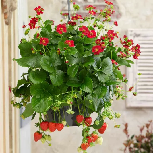 Fragaria Ruby Ann, Everbearing Strawberry 'Ruby Ann', Strawberry 'Ruby Ann', evergreen shrub, Strawberries, Red Fruit, Red flowers