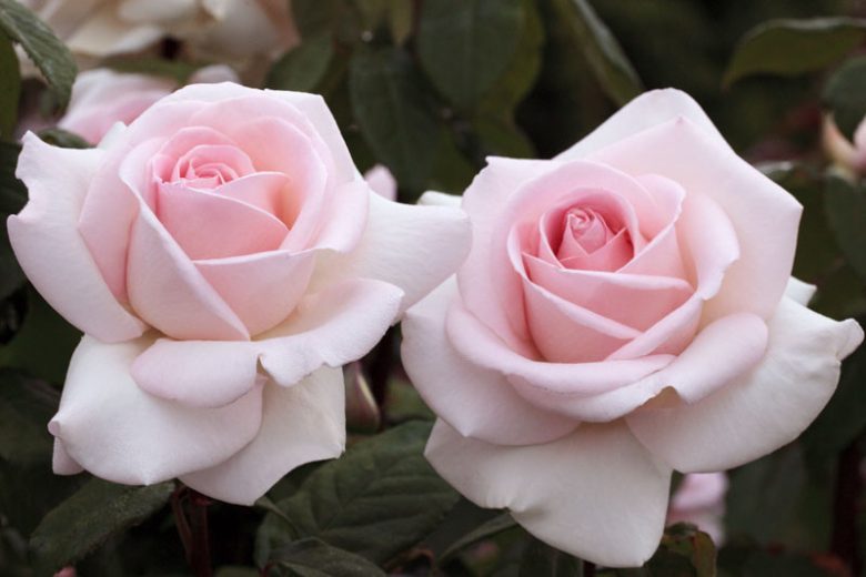 Rosa 'Francis Meilland®', Rose 'Francis Meilland®', Rosa 'Alexandre Pouchkine', Rosa 'Father of Peace', Rosa 'Frances Meilland', Rosa 'MEItroni', Rosa 'Pretty Woman', Rosa 'Prince Jardinier', Rosa 'Schloss Ippenburg', Hybrid Tea Roses, Pink roses, Shrub roses, Rose bush