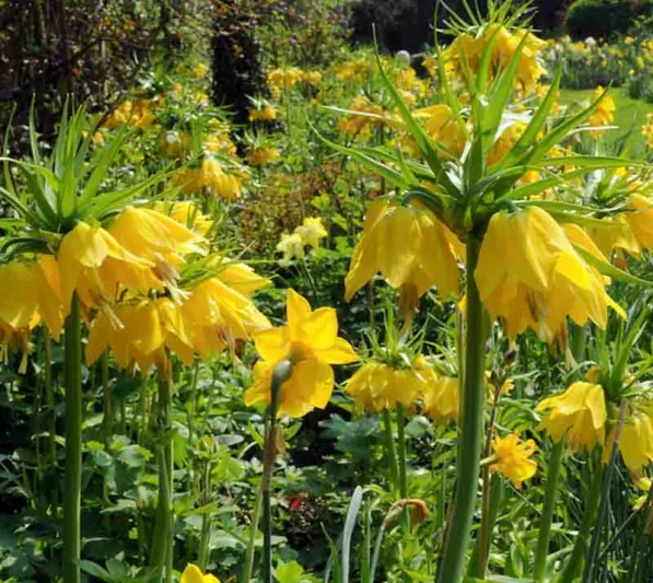 Fritillaria Imperialis, Crown Imperial, mid Spring bloom, Fritillaria Lutea Maxima, late Spring bloom, yellow crown imperial