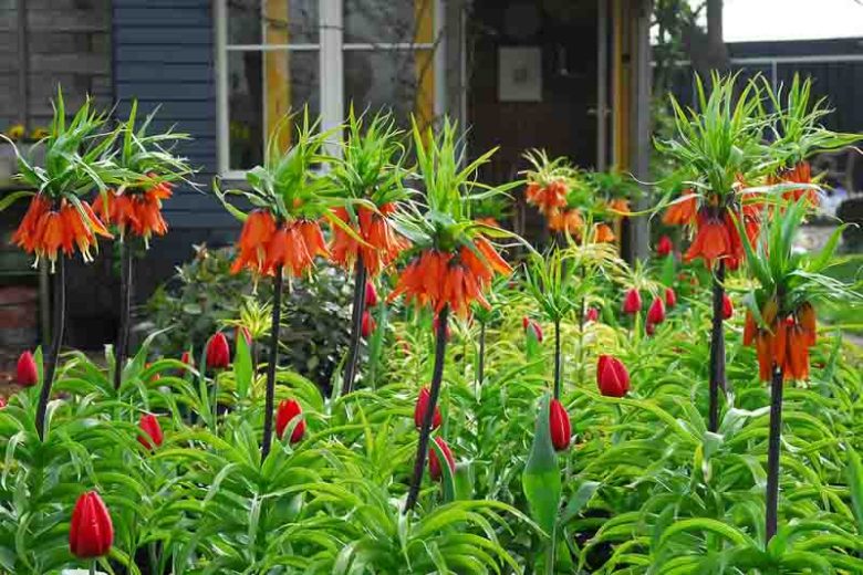 Fritillaria Imperialis Premier, Crown Imperial, mid Spring bloom, Fritillaria Premier, late Spring bloom, orange crown imperial