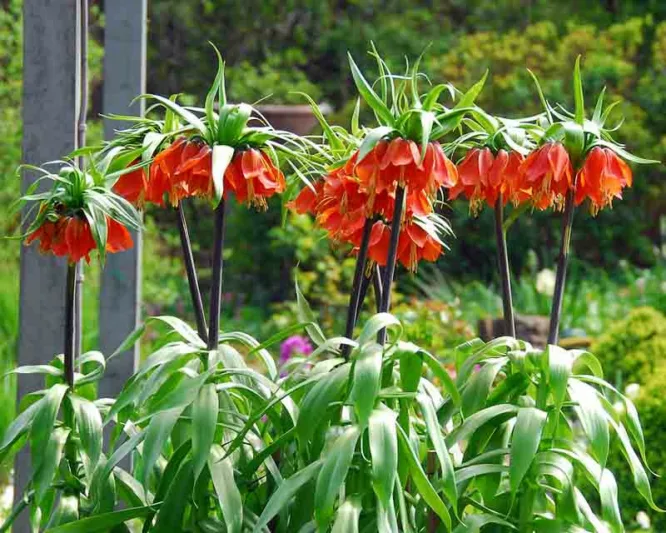 Fritillaria Imperialis Rubra Maxima, Crown Imperial, mid Spring bloom, Fritillaria Rubra Maxima, late Spring bloom, orange crown imperial