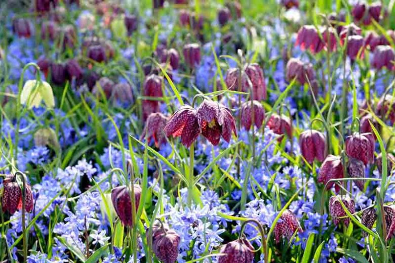 Fritillaria Meleagris, Snake's head Fritillary, Guinea-hen flower, Spring Bloom, Mid Spring bloom, Late Spring bloom
