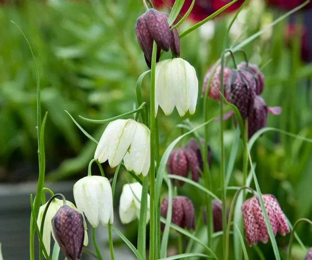 Fritillaria Meleagris Alba, Snake's Head Fritillary 'Alba', Guinea Hen Flower  'Alba', Checkered Lily  'Alba', Checker Lily  'Alba', Widow's Wail  'Alba', Weeping Widow  'Alba', White Flowers