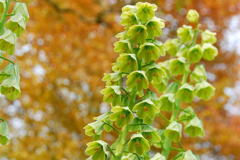 Fritillaria persica 'Ivory Bells' (Persian Lily)