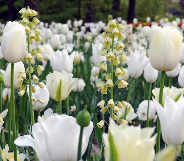 Fritillaria persica, Persian Bells, Persian Lily, Persian Bell 'Ivory Bells', Persian Lily 'Ivory Bells', Spring Bloom, Mid Spring bulbs, Late Spring bulbs, Fritillaria persica Ivory Bells, Fritillaria Ivory Bells, Fritillaire Ivory Bells