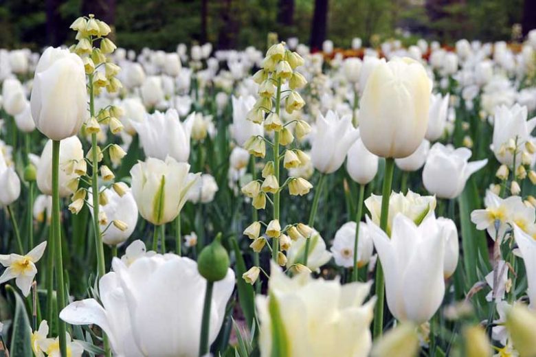 Fritillaria persica, Persian Bells, Persian Lily, Persian Bell 'Ivory Bells', Persian Lily 'Ivory Bells', Spring Bloom, Mid Spring bulbs, Late Spring bulbs, Fritillaria persica Ivory Bells, Fritillaria Ivory Bells, Fritillaire Ivory Bells