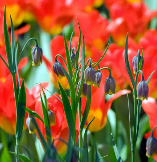 Fritillaria uva-vulpis, Fox's Grape Fritillary, Fritillaria Assyriaca, Spring Bloom, Mid Spring bloom, Late Spring bloom