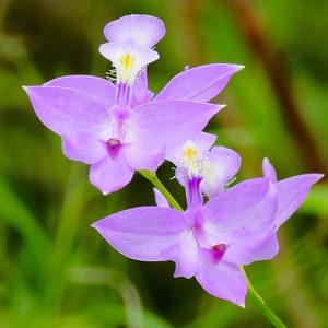Calopogon tuberosus, Bearded Pink, Grass Pink Orchid, Meadow Pink, Swamp Pink, Tuberous Grass Pink, Grass Pink, Calopogon pulchellus,