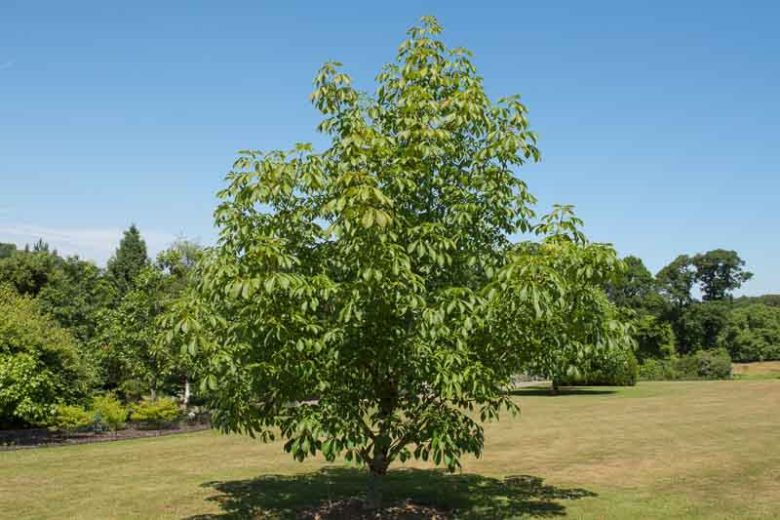 Aesculus flava, Yellow Buckeye, Big Buckeye, Sweet Buckeye, Aesculus octandra, Yellow Flowers, Chestnut