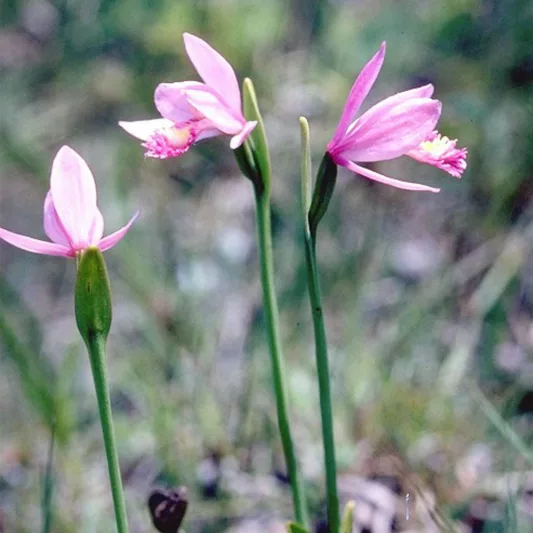 Pogonia ophioglossoides, Rose Pogonia, Snake-Mouth Orchid, Beard Flower, Bog Orchid