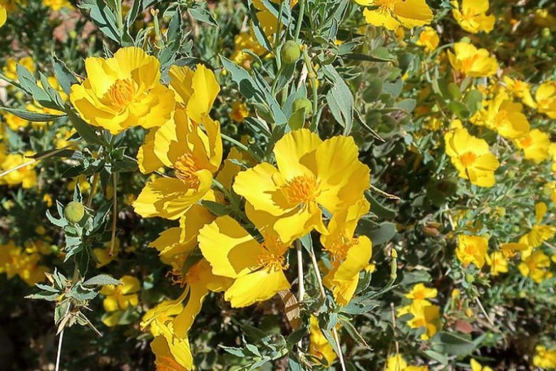 Dendromecon rigida, Tree Poppy, Bush Poppy, California Shrub, California Native Shrubs, Yellow Flowers