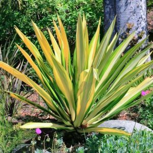 Furcraea foetida 'Mediopicta', Mauritius Hemp, Giant Cabuya, Green Aloe, Furcraea gigantea 'Variegata', Giant False Agave, Variegated Malagache Aloe, Variegated succulent, drought tolerant plant