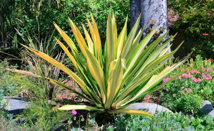 Furcraea foetida 'Mediopicta', Mauritius Hemp, Giant Cabuya, Green Aloe, Furcraea gigantea 'Variegata', Giant False Agave, Variegated Malagache Aloe, Variegated succulent, drought tolerant plant